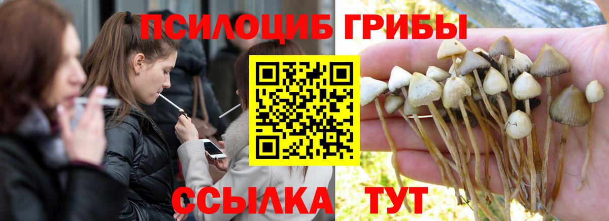 Псилоцибиновые грибы Psilocybe  Вход с VPN  Канск 